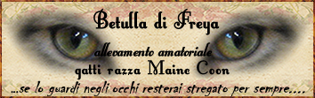 Allevamento Betulla di Freya
